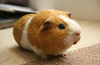 What is a Guinea Pig?